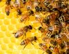 abeilles ruche