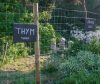 garden planting